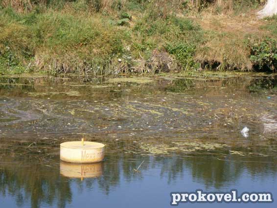 Ковель мертва риба Турія